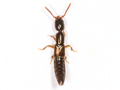 Xantholinus linearis